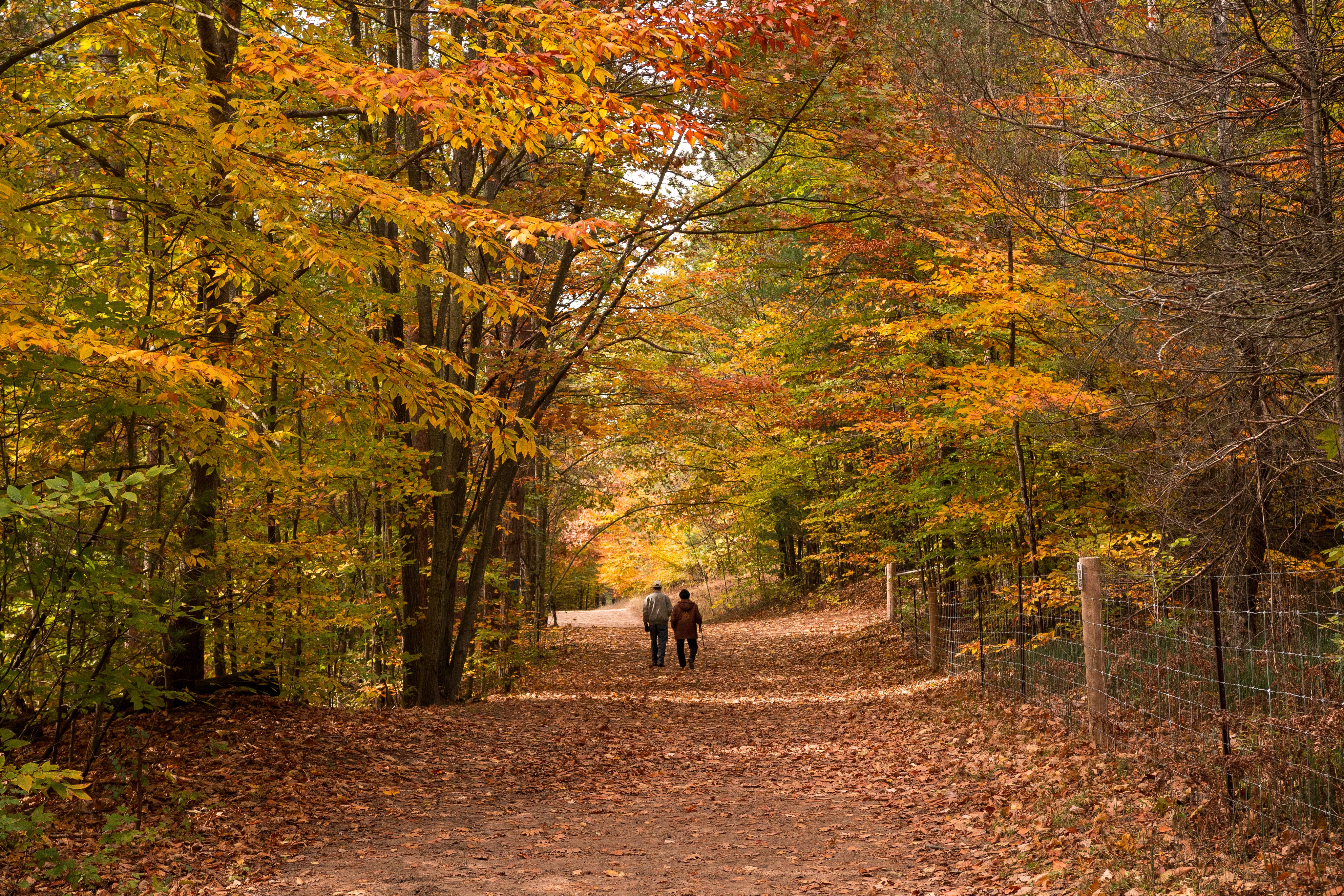 a-couple-strolls-down-a-fall-path.jpg